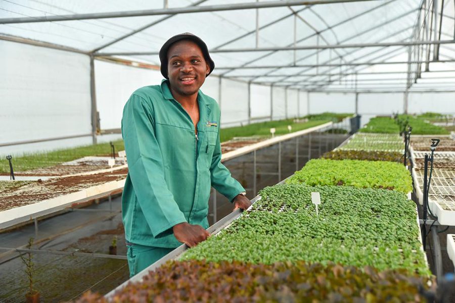 Founder in a greenhouse with rows of seedlings